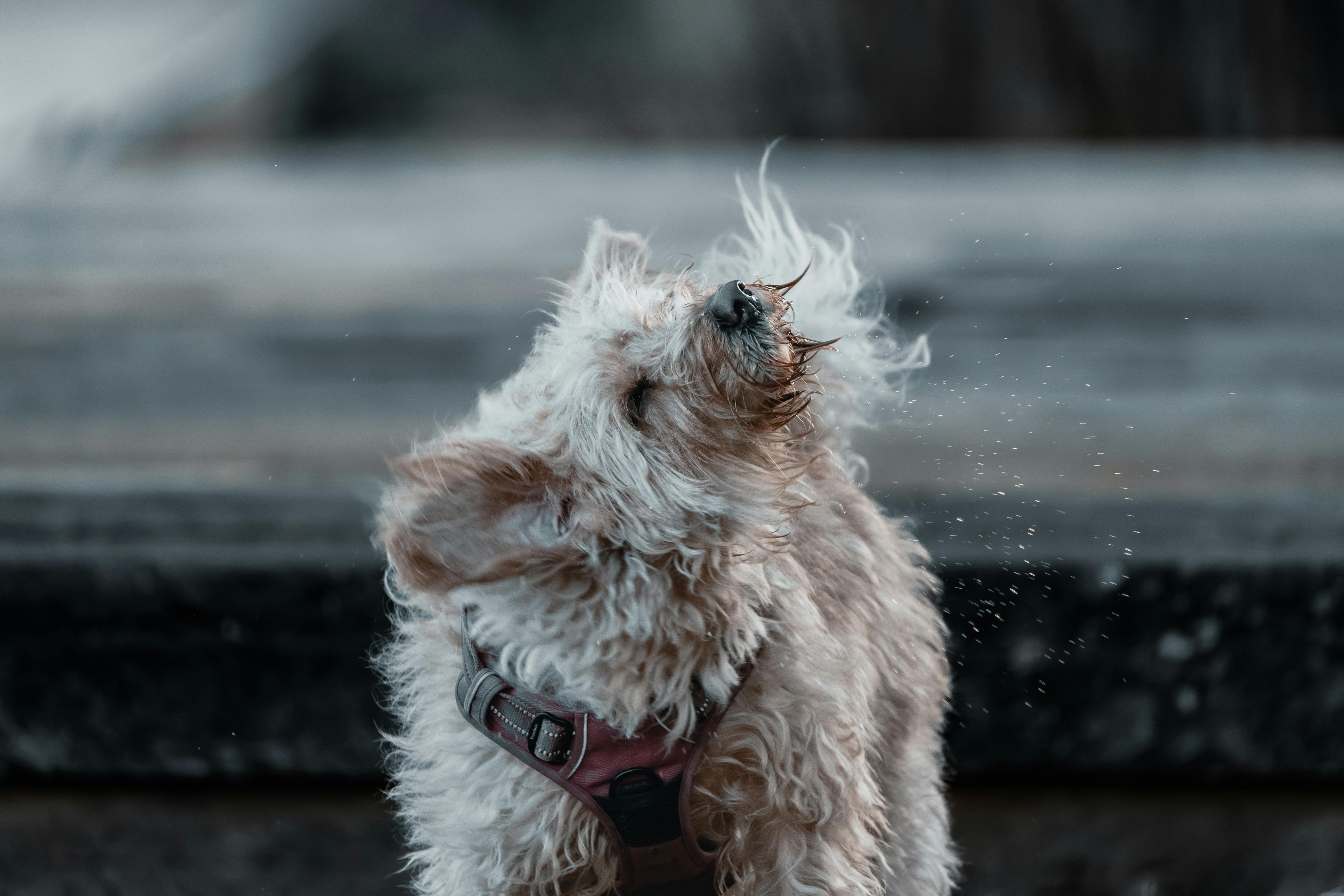 Why Is My Dog Shaking: 7 Important Causes Every Owner Should Know