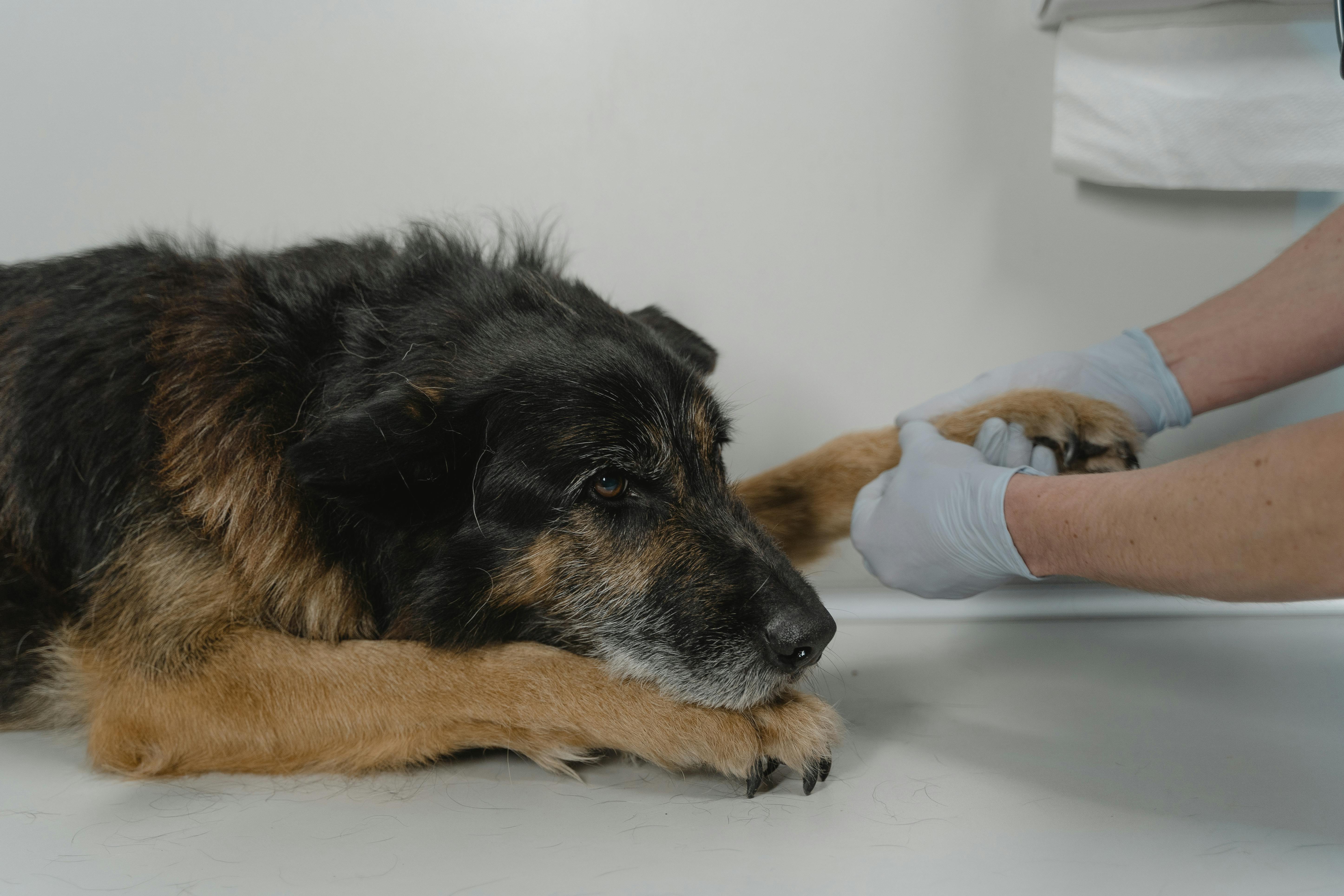 9 Surprising Reasons: Why Is My Dog Licking His Paws? (And How to Help Them)