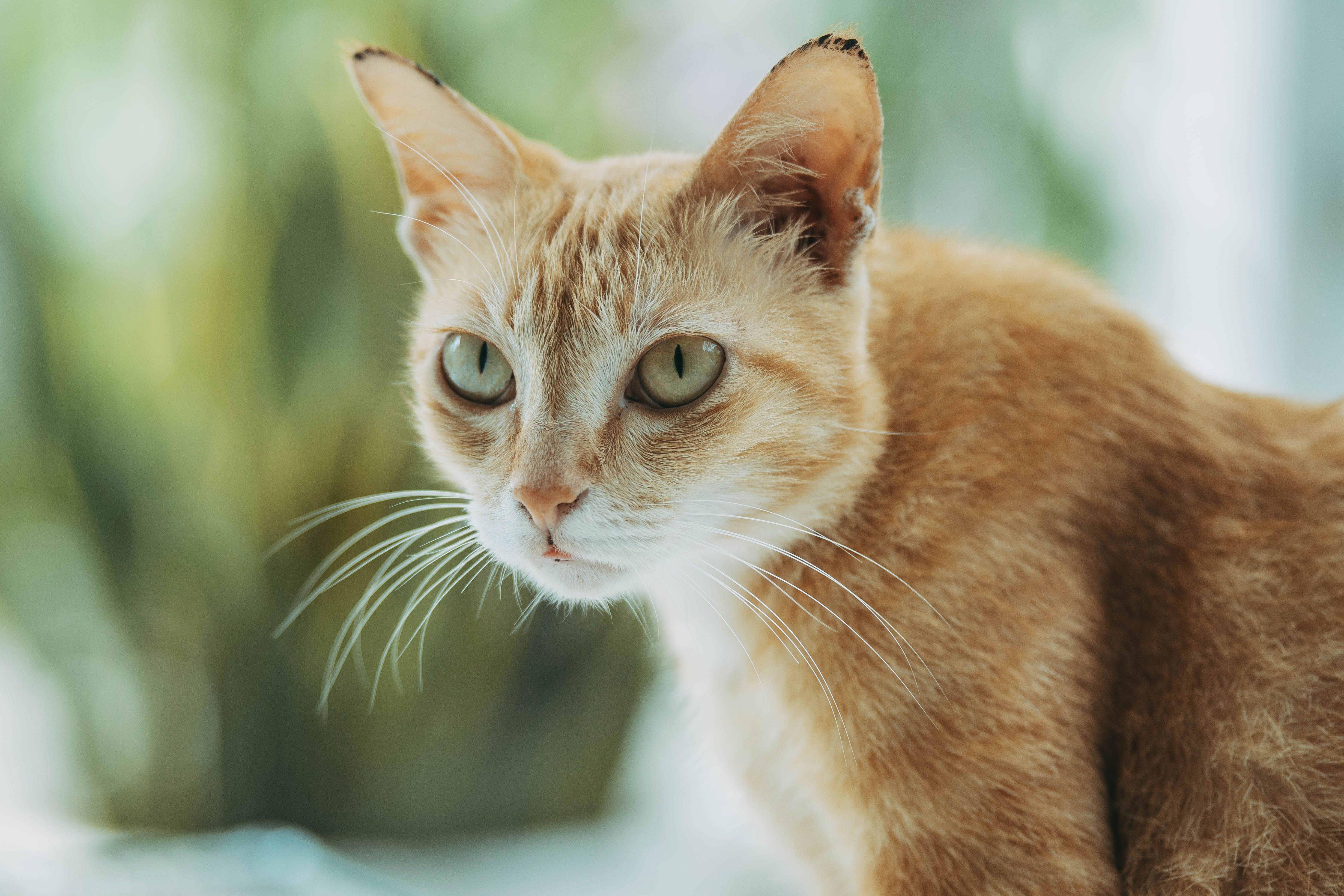 Can Cats Be Vegetarian? Crucial Information Cat Owners Need to Know